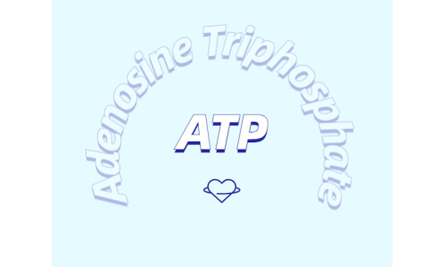 ATP在體育鍛煉中有什么作用？
