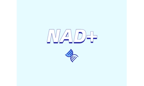 NAD與NMN的全新概念？